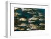 School of Smallmouth Grunt (Haemulon Chrysargyreum).-Stephen Frink-Framed Photographic Print