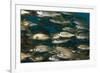 School of Smallmouth Grunt (Haemulon Chrysargyreum).-Stephen Frink-Framed Photographic Print