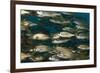 School of Smallmouth Grunt (Haemulon Chrysargyreum).-Stephen Frink-Framed Photographic Print