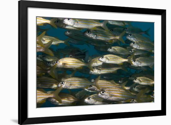 School of Smallmouth Grunt (Haemulon Chrysargyreum).-Stephen Frink-Framed Photographic Print