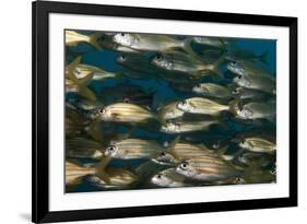 School of Smallmouth Grunt (Haemulon Chrysargyreum).-Stephen Frink-Framed Photographic Print