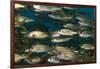 School of Smallmouth Grunt (Haemulon Chrysargyreum).-Stephen Frink-Framed Photographic Print