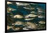 School of Smallmouth Grunt (Haemulon Chrysargyreum).-Stephen Frink-Framed Photographic Print