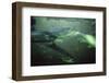 School of Sockeye Salmon Spawning-Paul Souders-Framed Photographic Print