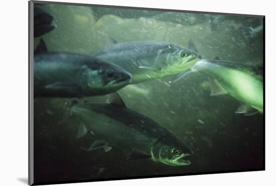 School of Sockeye Salmon Spawning-Paul Souders-Mounted Photographic Print