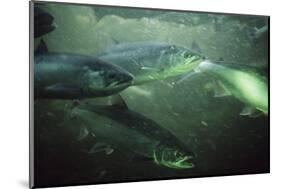 School of Sockeye Salmon Spawning-Paul Souders-Mounted Photographic Print