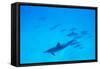 School of Spinner Dolphins on Hawaii's Kona Coast-Paul Souders-Framed Stretched Canvas