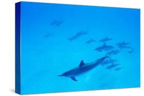 School of Spinner Dolphins on Hawaii's Kona Coast-Paul Souders-Stretched Canvas