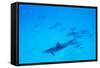 School of Spinner Dolphins on Hawaii's Kona Coast-Paul Souders-Framed Stretched Canvas
