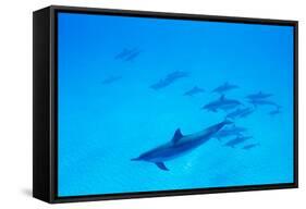 School of Spinner Dolphins on Hawaii's Kona Coast-Paul Souders-Framed Stretched Canvas