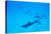 School of Spinner Dolphins on Hawaii's Kona Coast-Paul Souders-Stretched Canvas