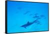 School of Spinner Dolphins on Hawaii's Kona Coast-Paul Souders-Framed Stretched Canvas