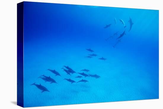 School of Spinner Dolphins on Hawaii's Kona Coast-Paul Souders-Stretched Canvas