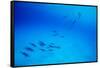 School of Spinner Dolphins on Hawaii's Kona Coast-Paul Souders-Framed Stretched Canvas