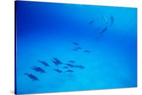 School of Spinner Dolphins on Hawaii's Kona Coast-Paul Souders-Stretched Canvas