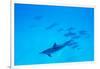 School of Spinner Dolphins on Hawaii's Kona Coast-Paul Souders-Framed Photographic Print