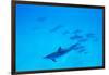 School of Spinner Dolphins on Hawaii's Kona Coast-Paul Souders-Framed Photographic Print