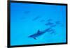 School of Spinner Dolphins on Hawaii's Kona Coast-Paul Souders-Framed Photographic Print