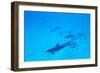 School of Spinner Dolphins on Hawaii's Kona Coast-Paul Souders-Framed Photographic Print