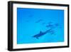 School of Spinner Dolphins on Hawaii's Kona Coast-Paul Souders-Framed Photographic Print