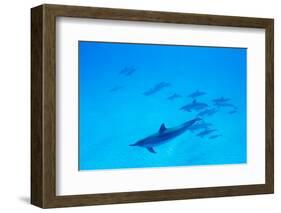 School of Spinner Dolphins on Hawaii's Kona Coast-Paul Souders-Framed Photographic Print