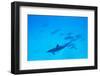 School of Spinner Dolphins on Hawaii's Kona Coast-Paul Souders-Framed Photographic Print