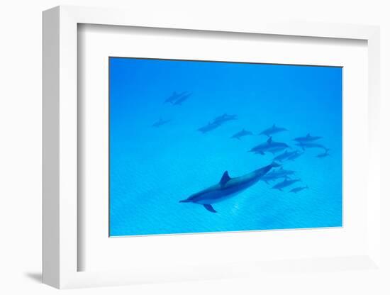 School of Spinner Dolphins on Hawaii's Kona Coast-Paul Souders-Framed Photographic Print