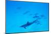 School of Spinner Dolphins on Hawaii's Kona Coast-Paul Souders-Mounted Photographic Print