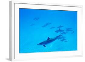 School of Spinner Dolphins on Hawaii's Kona Coast-Paul Souders-Framed Photographic Print