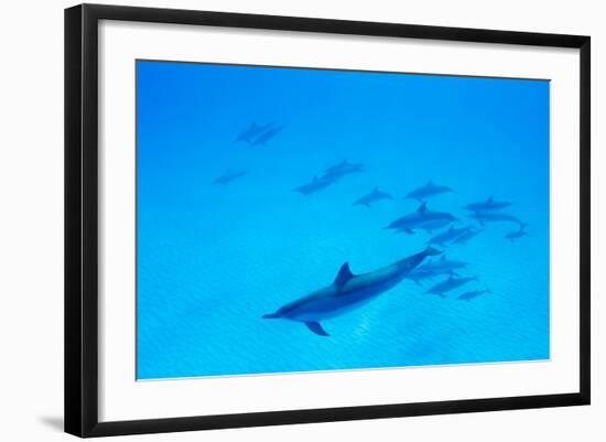 School of Spinner Dolphins on Hawaii's Kona Coast-Paul Souders-Framed Photographic Print