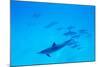 School of Spinner Dolphins on Hawaii's Kona Coast-Paul Souders-Mounted Photographic Print