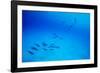 School of Spinner Dolphins on Hawaii's Kona Coast-Paul Souders-Framed Photographic Print