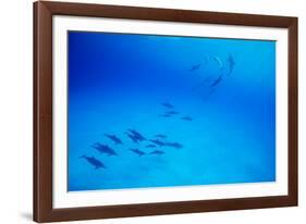 School of Spinner Dolphins on Hawaii's Kona Coast-Paul Souders-Framed Photographic Print