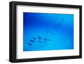 School of Spinner Dolphins on Hawaii's Kona Coast-Paul Souders-Framed Photographic Print