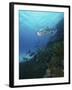 School of Tarpon, Bonaire, Caribbean Netherlands-Stocktrek Images-Framed Photographic Print