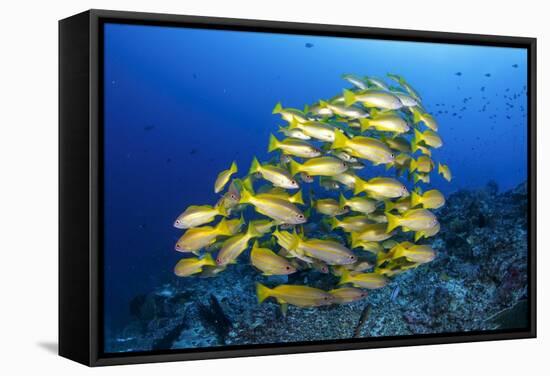 School of Yellow Snappers-Bernard Radvaner-Framed Stretched Canvas