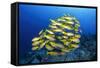 School of Yellow Snappers-Bernard Radvaner-Framed Stretched Canvas