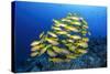 School of Yellow Snappers-Bernard Radvaner-Stretched Canvas