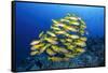 School of Yellow Snappers-Bernard Radvaner-Framed Stretched Canvas