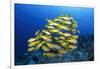 School of Yellow Snappers-Bernard Radvaner-Framed Photographic Print