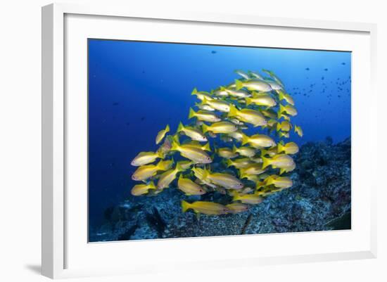 School of Yellow Snappers-Bernard Radvaner-Framed Photographic Print