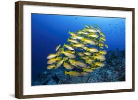 School of Yellow Snappers-Bernard Radvaner-Framed Photographic Print