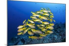 School of Yellow Snappers-Bernard Radvaner-Mounted Photographic Print