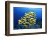 School of Yellow Snappers-Bernard Radvaner-Framed Photographic Print