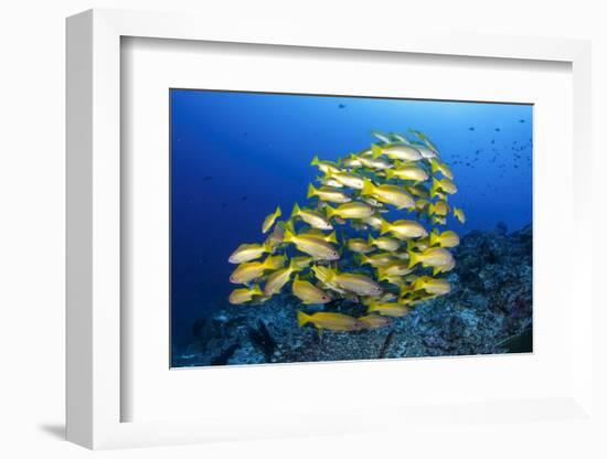 School of Yellow Snappers-Bernard Radvaner-Framed Photographic Print