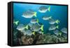 School of Yellow Tail Surgeonfish-Michele Westmorland-Framed Stretched Canvas