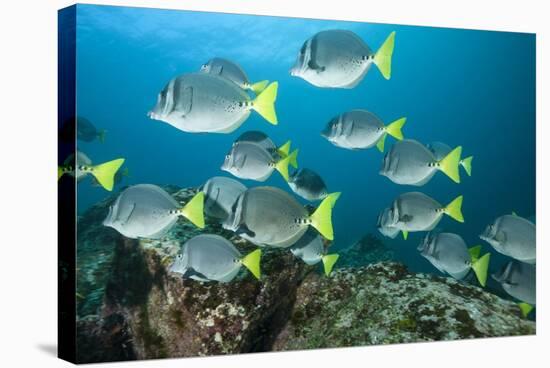 School of Yellow Tail Surgeonfish-Michele Westmorland-Stretched Canvas