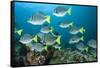 School of Yellow Tail Surgeonfish-Michele Westmorland-Framed Stretched Canvas