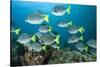 School of Yellow Tail Surgeonfish-Michele Westmorland-Stretched Canvas