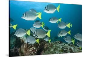 School of Yellow Tail Surgeonfish-Michele Westmorland-Stretched Canvas